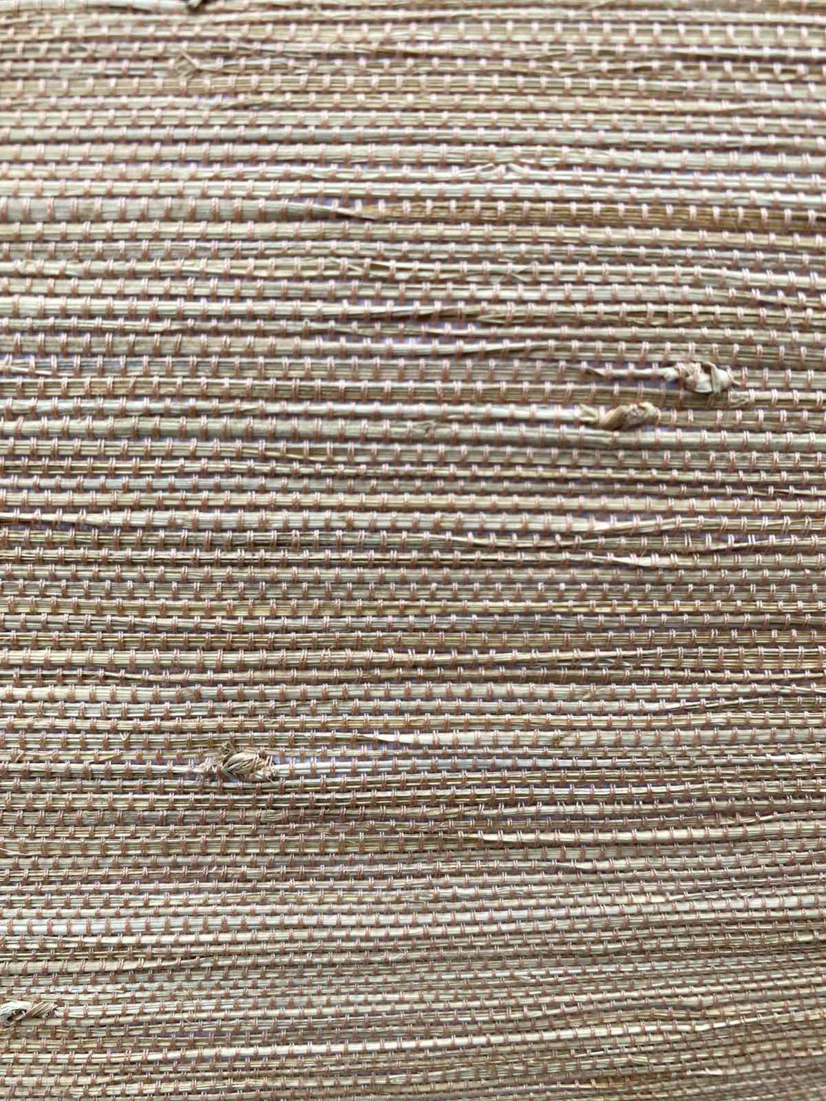 Apricot TL